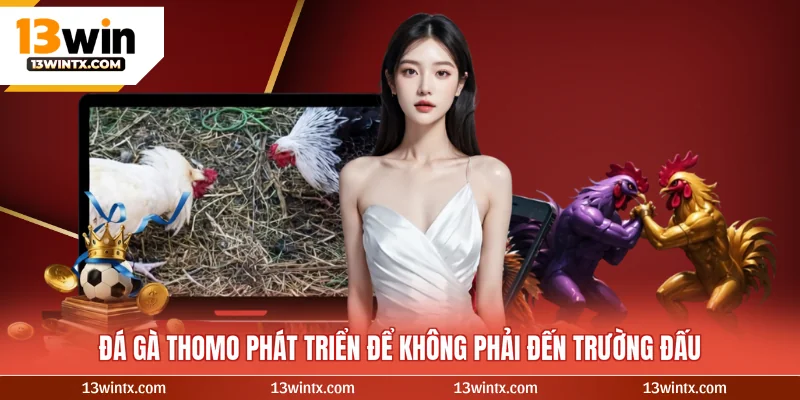 Đá gà Thomo phát triển để không phải đến trường đấu
